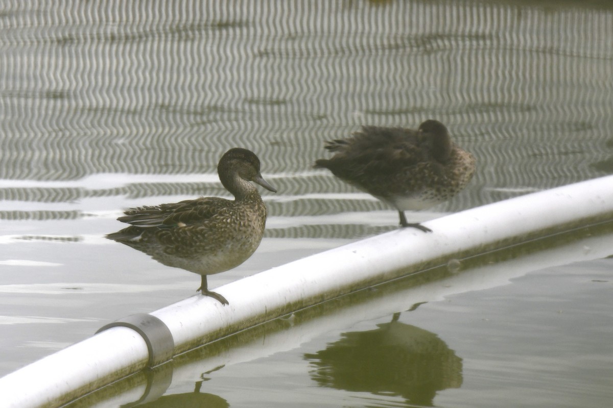 Green-winged Teal - ML646587088