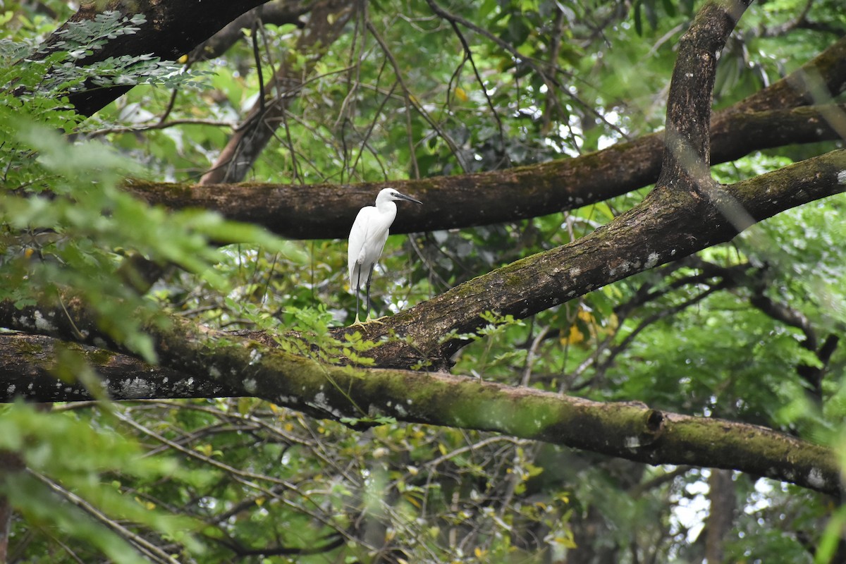 Aigrette garzette - ML646587100
