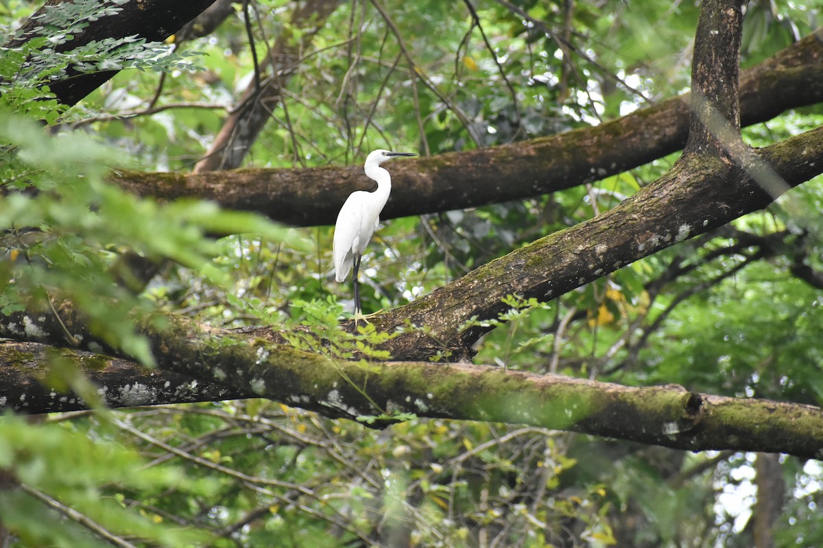 Aigrette garzette - ML646587101