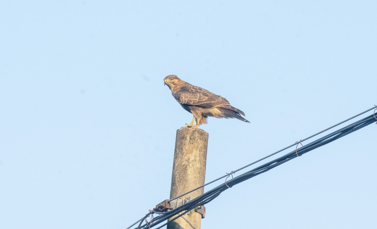 káně východní - ML646587102