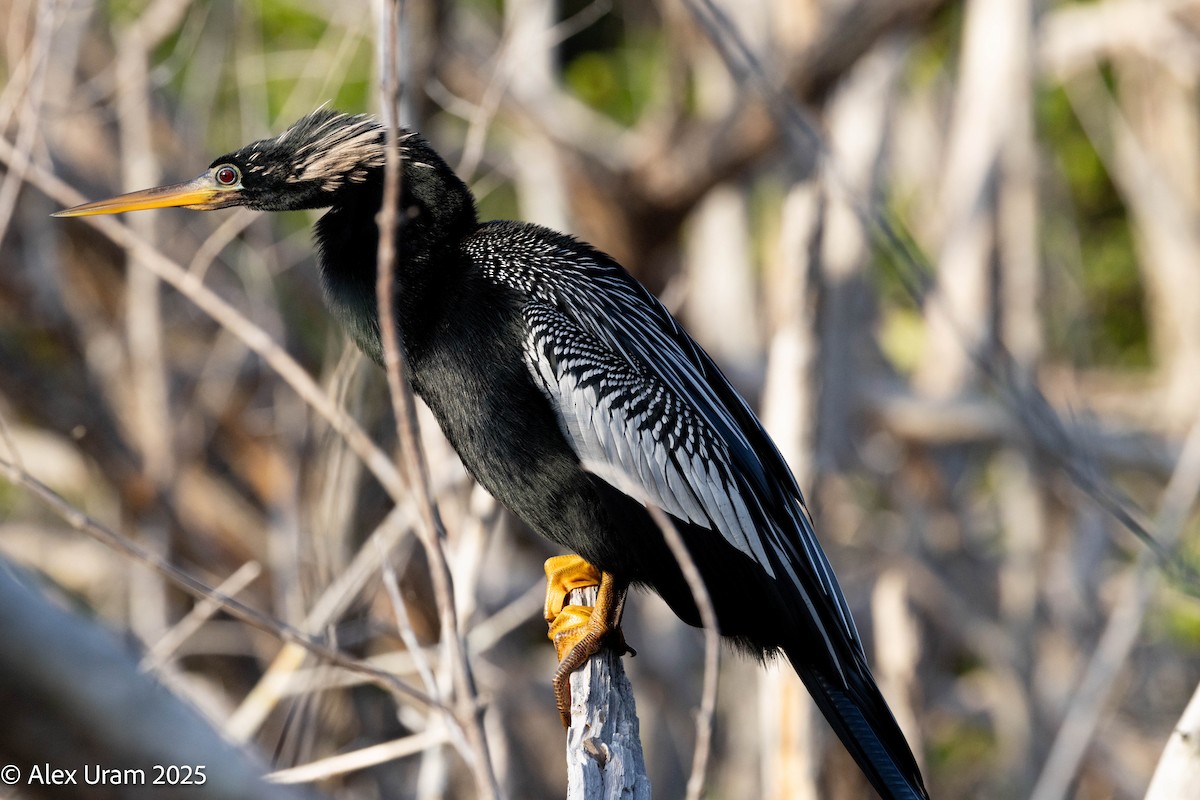 Anhinga - ML646587103