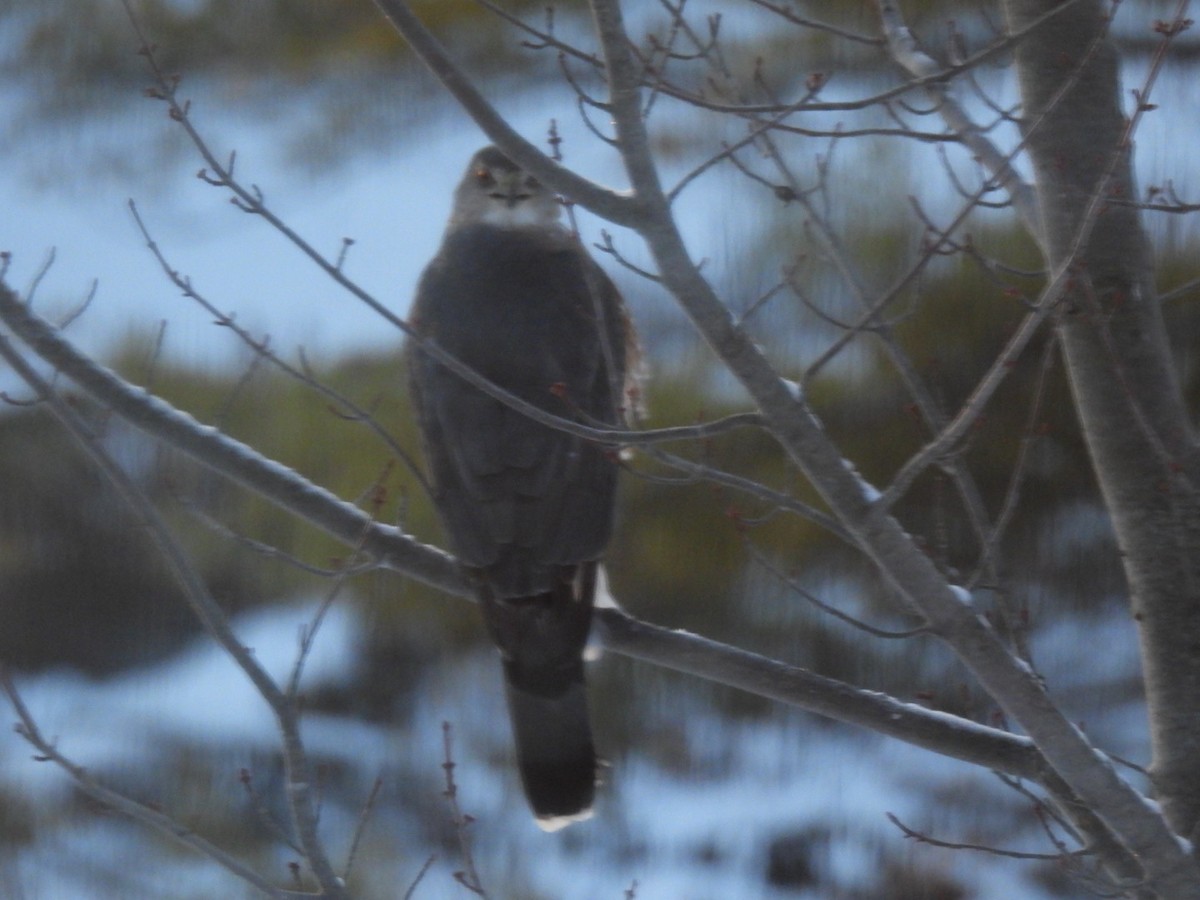 Cooper's Hawk - ML646587104