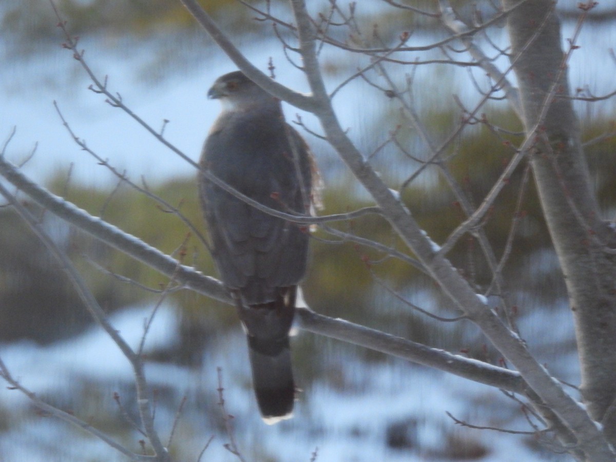 Cooper's Hawk - ML646587105