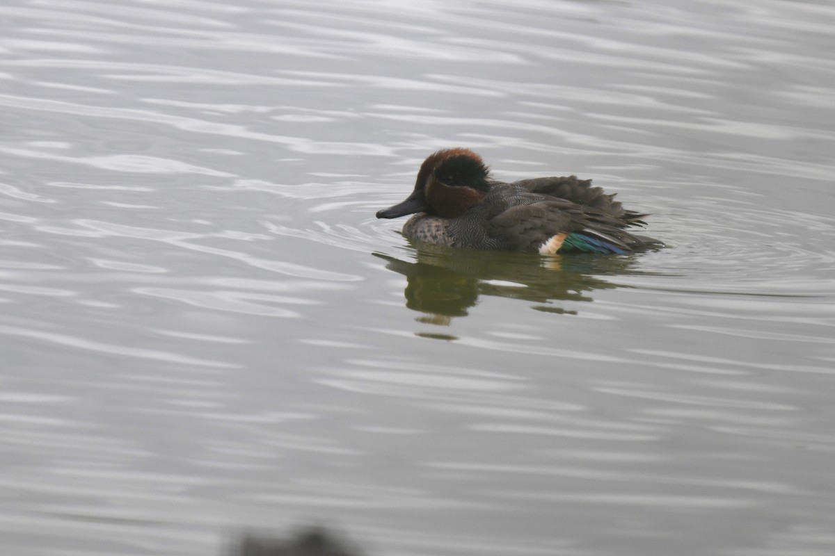 Green-winged Teal - ML646587106