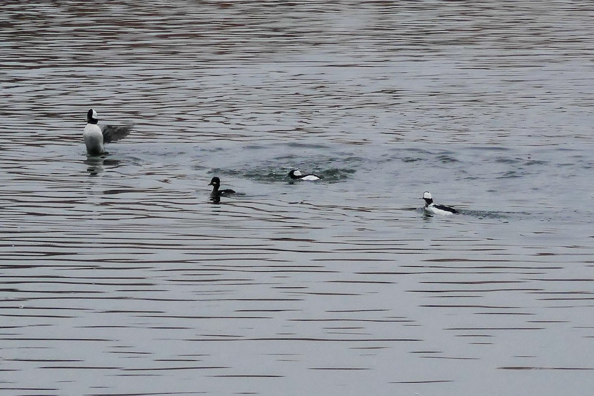 bøffeland - ML646587109