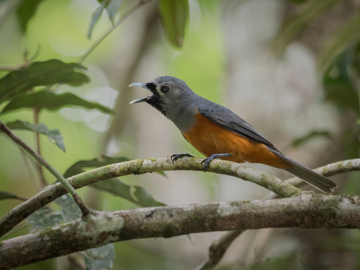 Масковый монарх - ML646587110