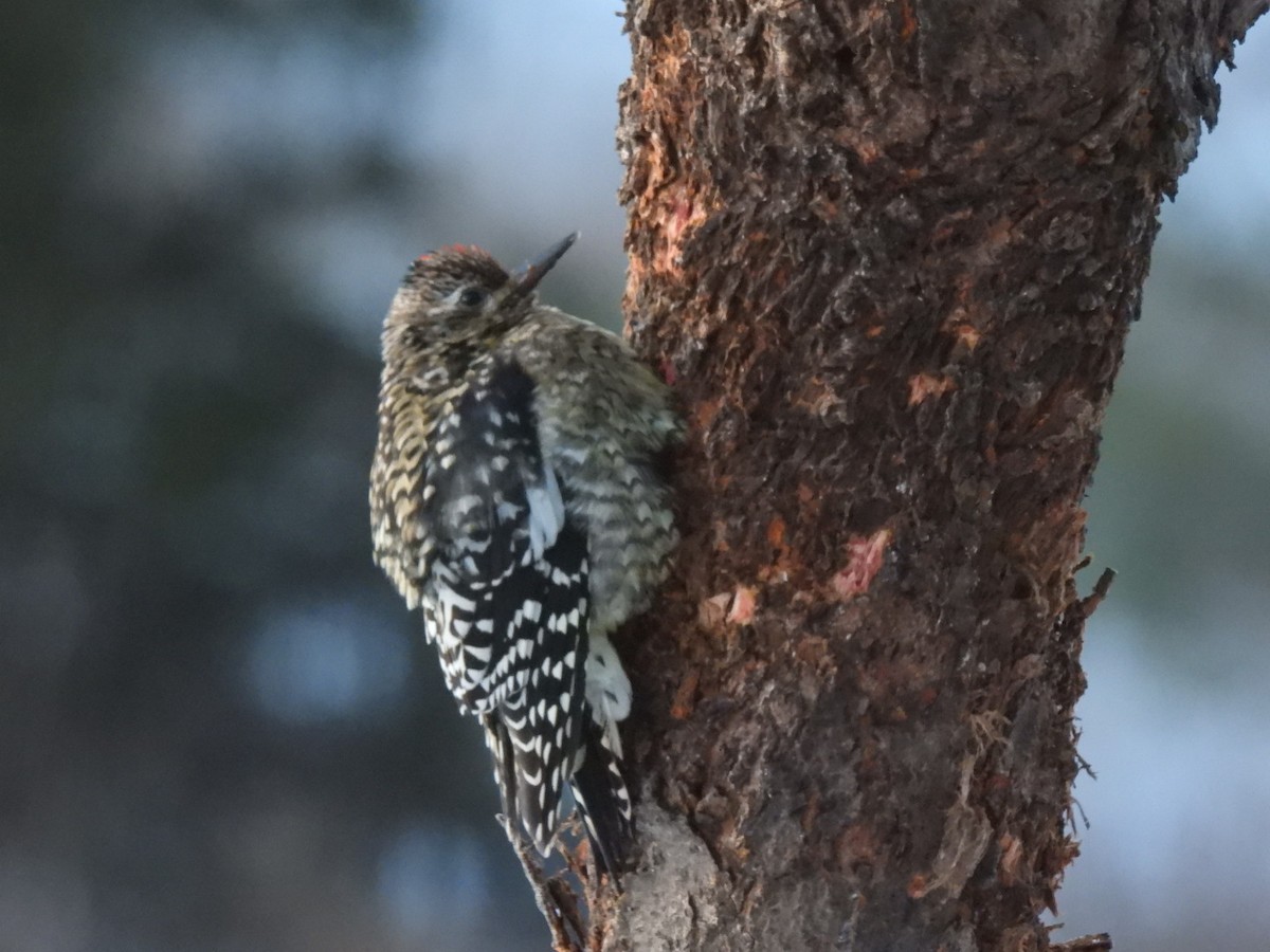 Yellow-bellied Sapsucker - ML646587114