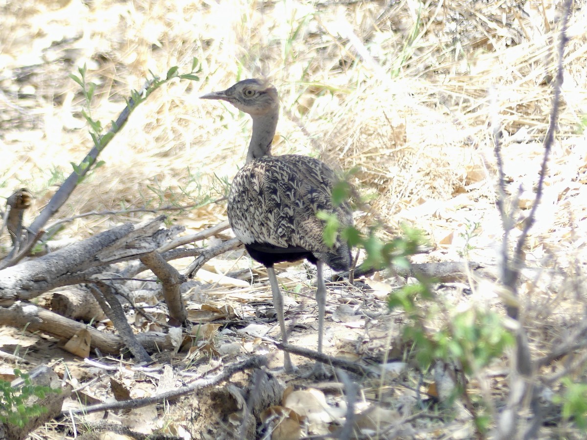 Red-crested Bustard - ML646587116