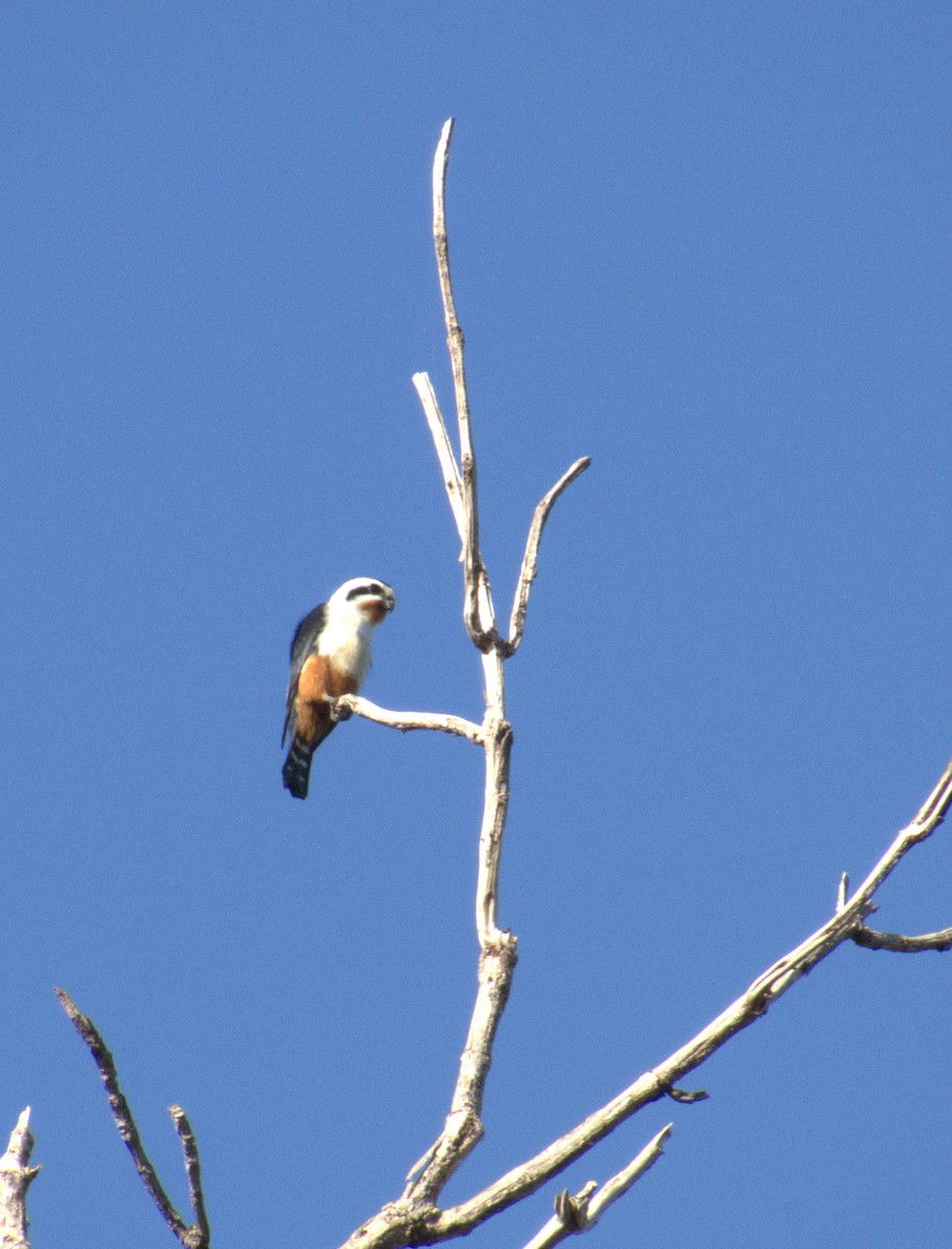 Collared Falconet - ML646587118