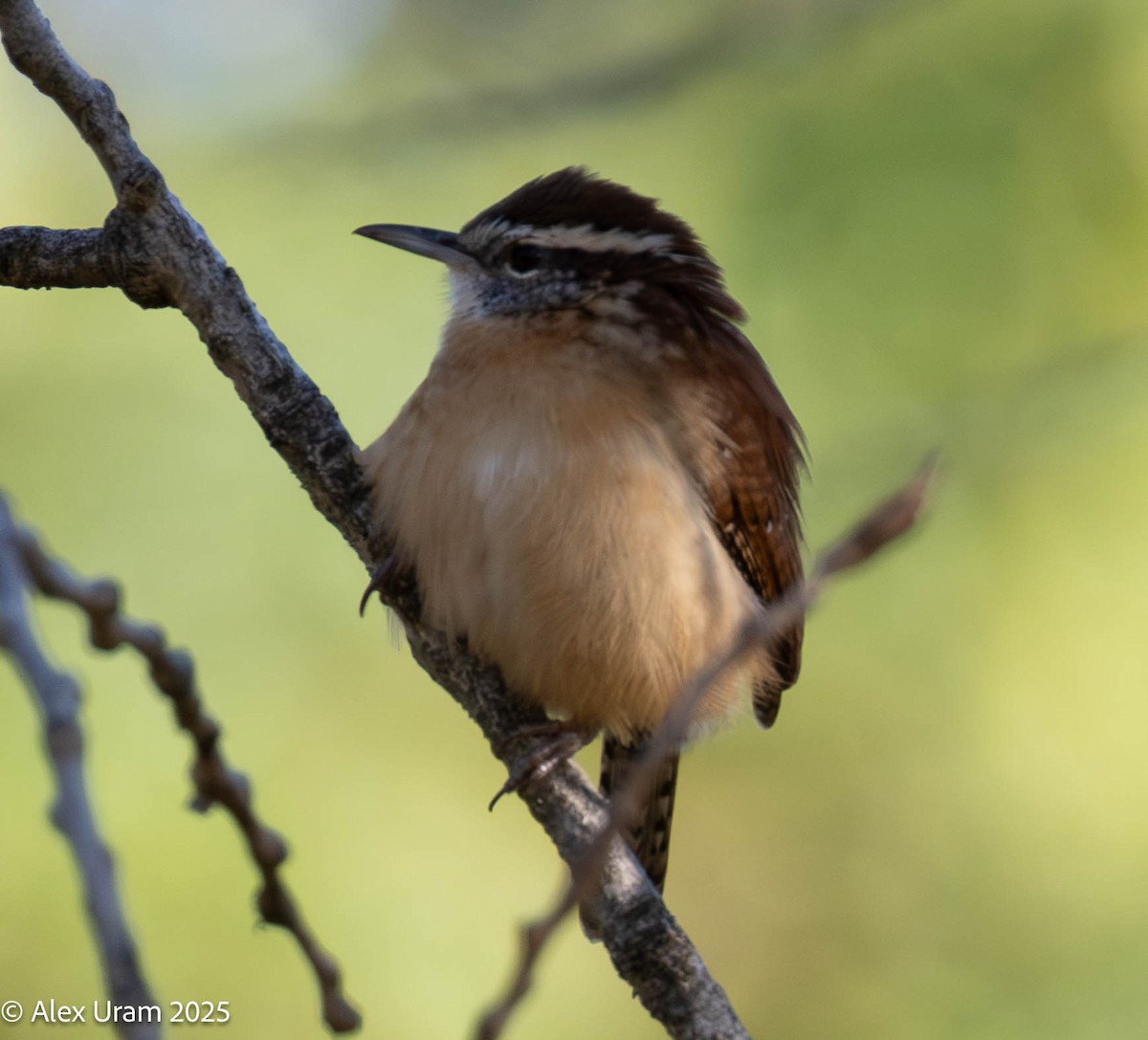 Carolina Wren - ML646587120