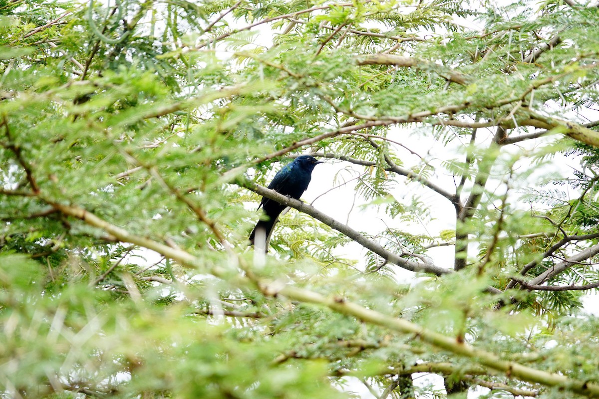 Black Cuckooshrike - ML646587121