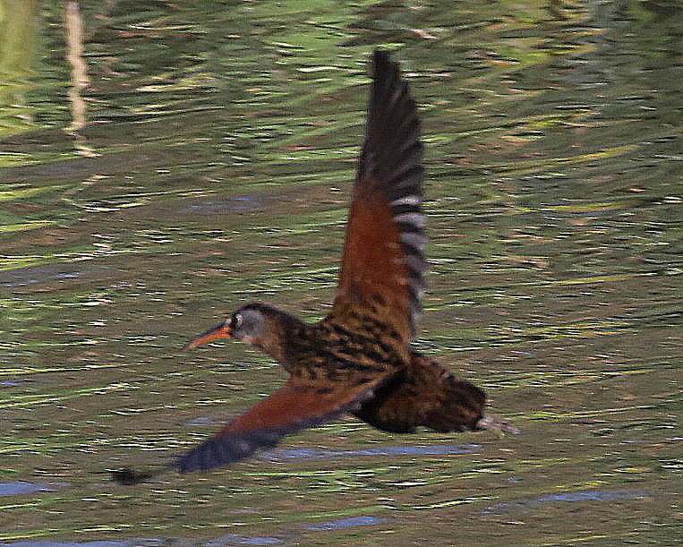Virginia Rail - ML646587133