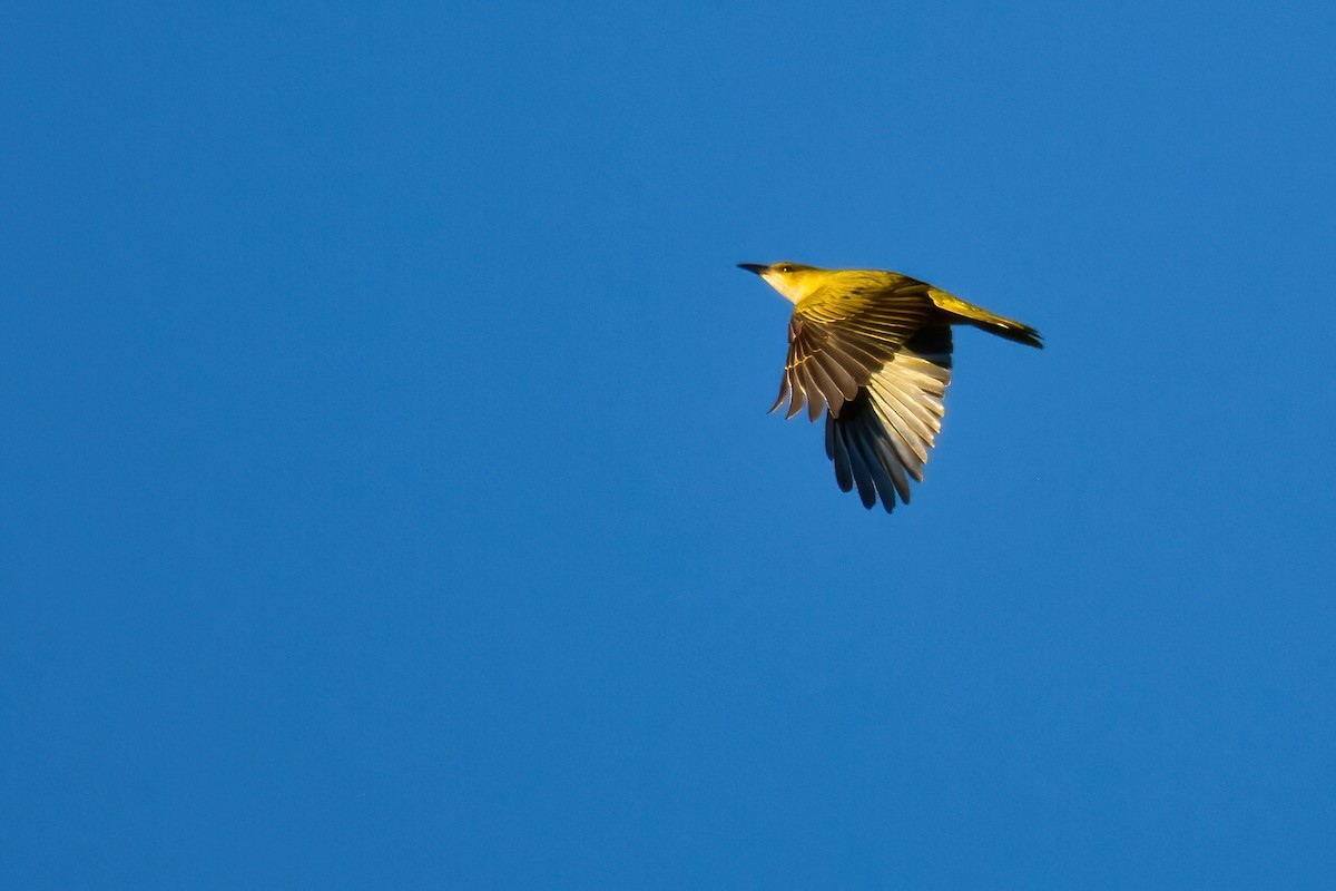 Тонкоклювая иволга - ML646587137