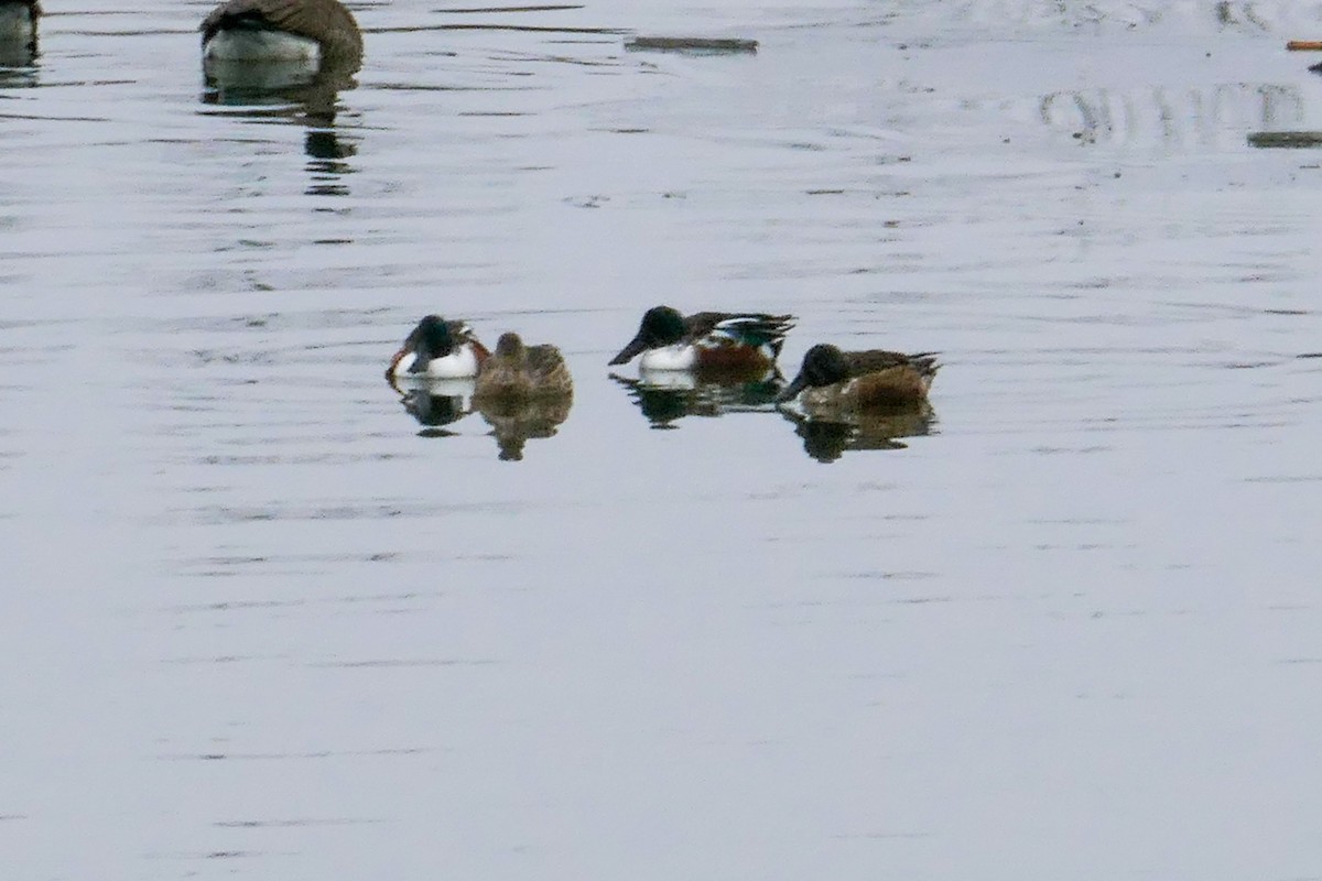 skjeand - ML646587138