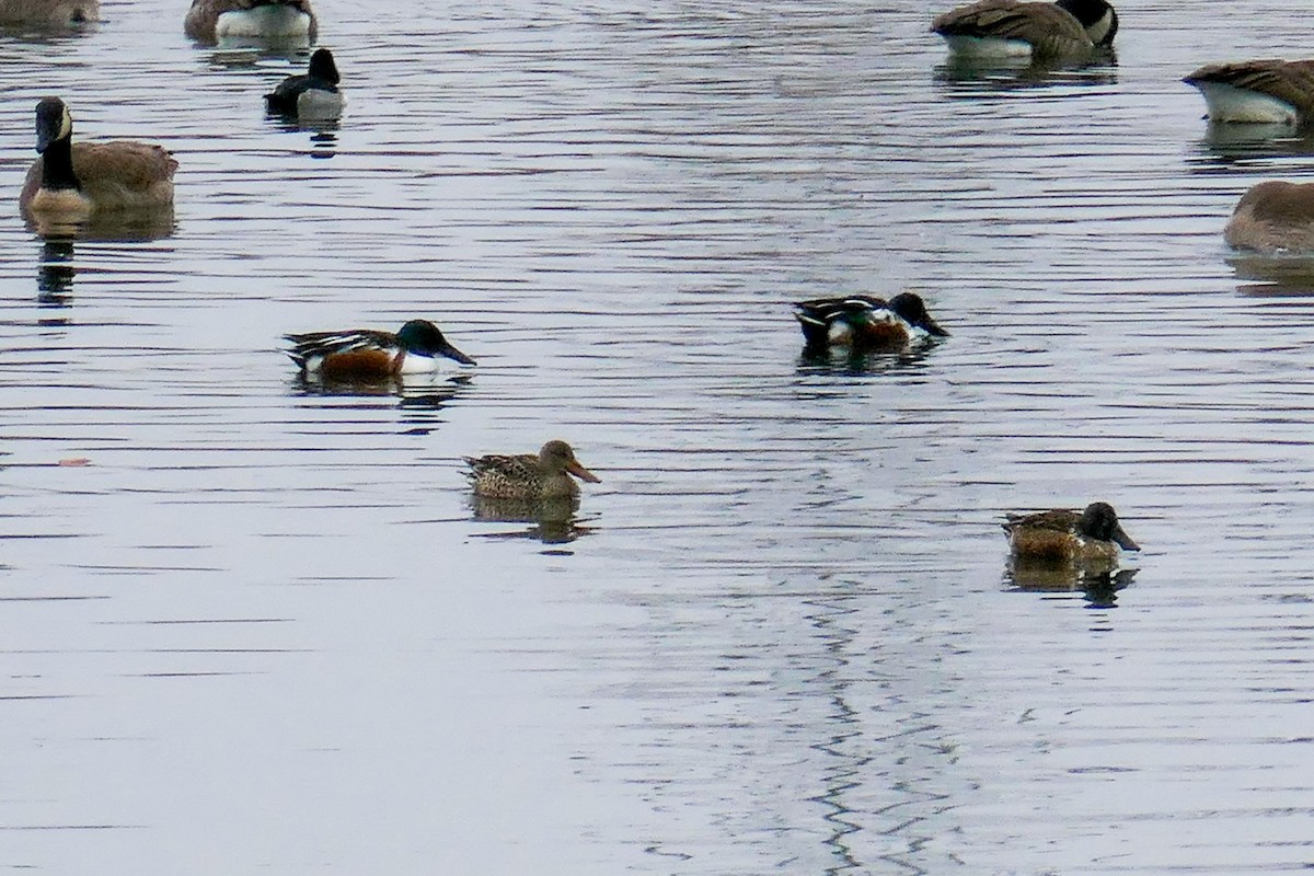 skjeand - ML646587140