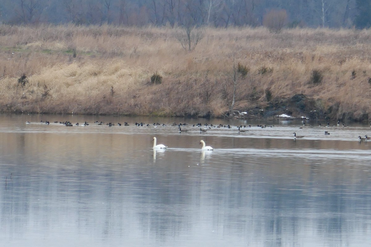 knoppsvane - ML646587142