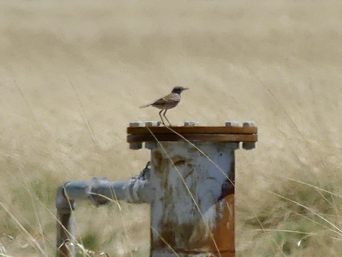 Southern Anteater-Chat - ML646587143