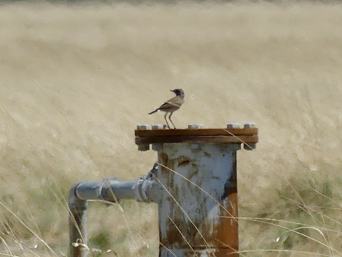 Southern Anteater-Chat - ML646587144