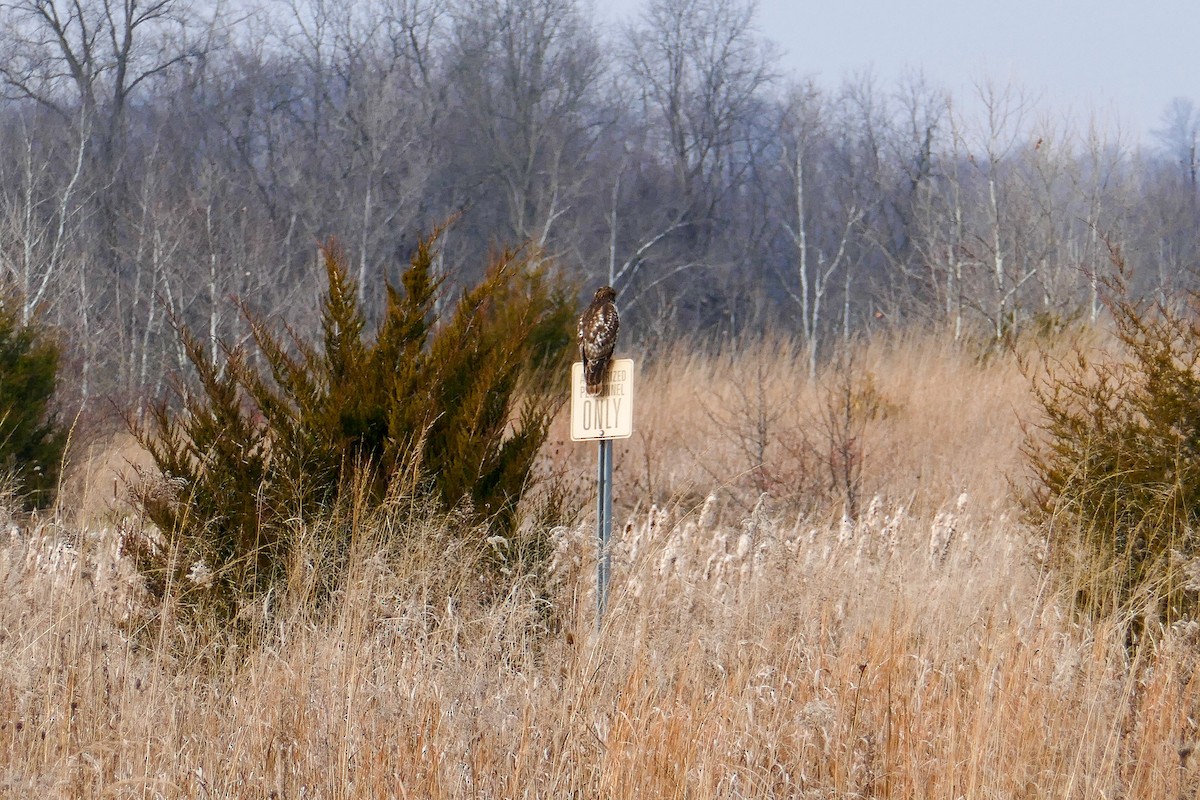 rødvingevåk - ML646587145