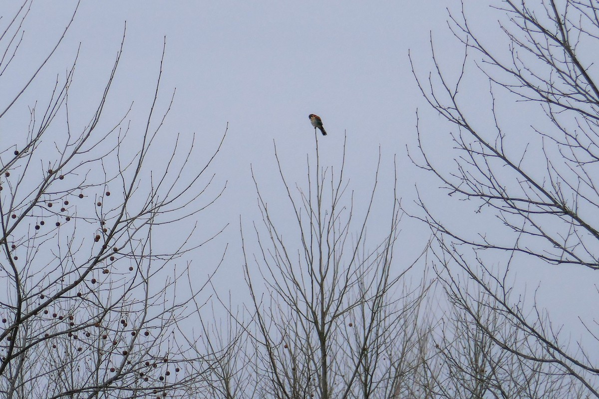 spurvefalk - ML646587146