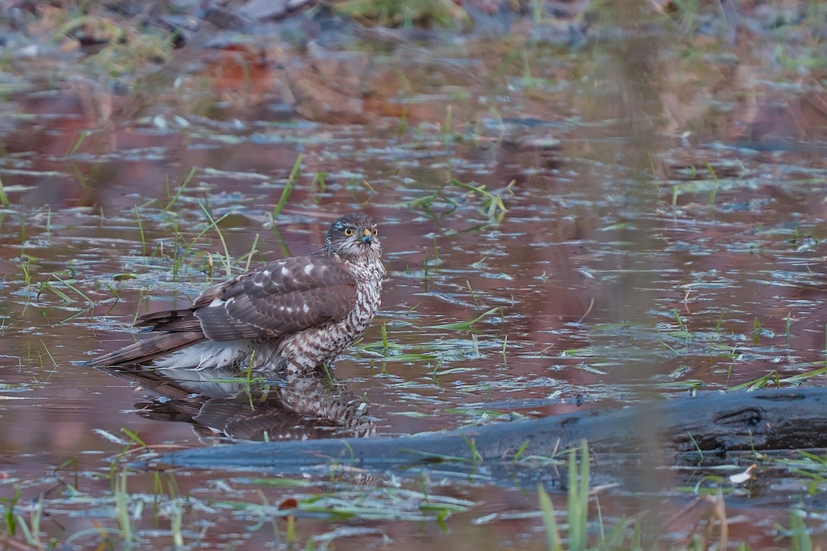 北雀鷹 - ML646587148