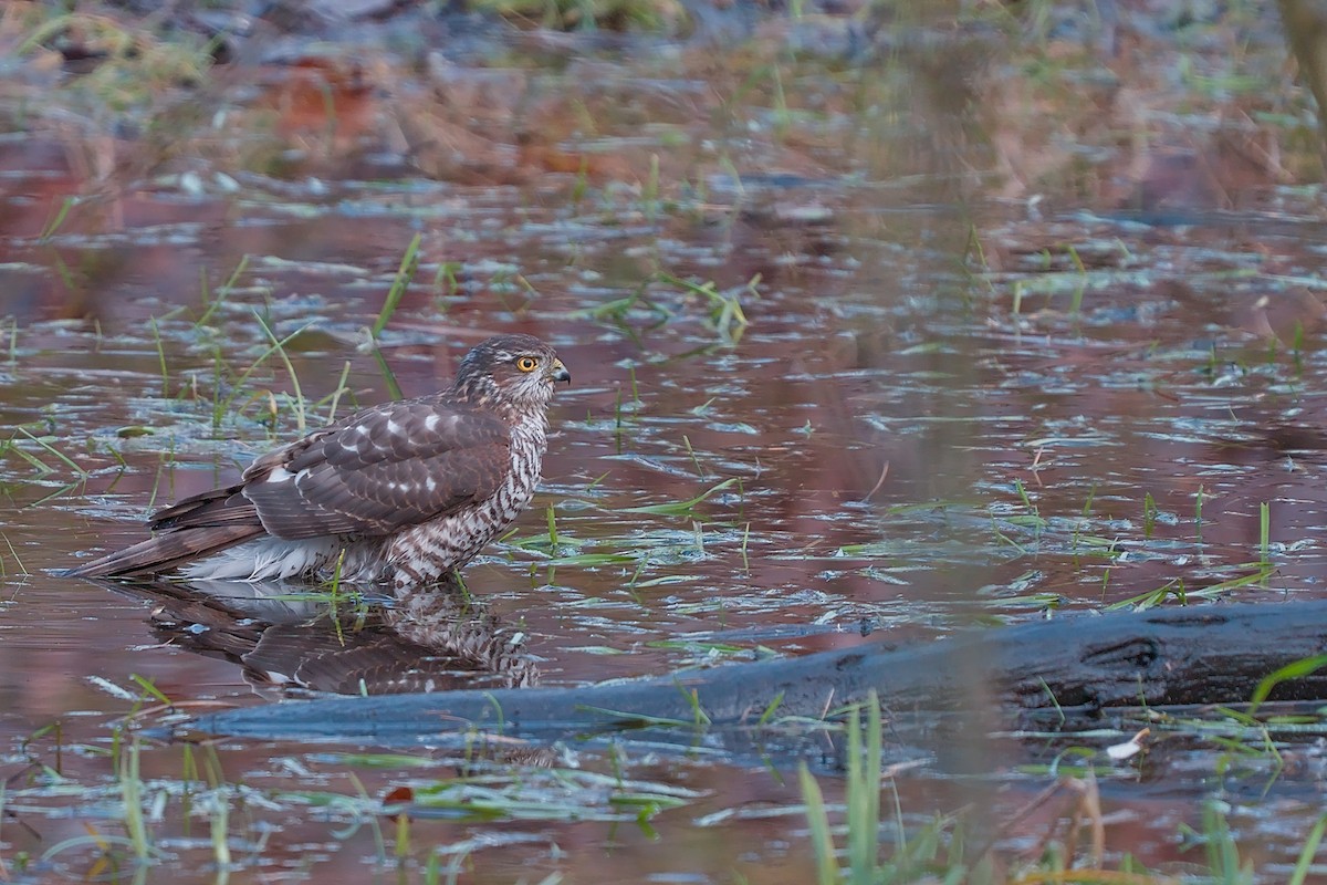 北雀鷹 - ML646587149