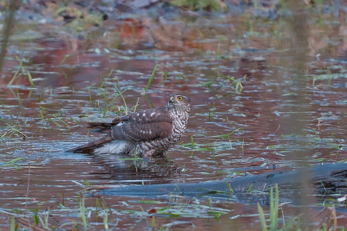 北雀鷹 - ML646587150