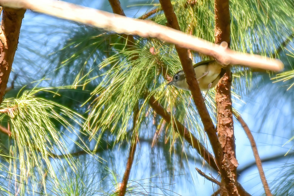 White-browed Shrike-Babbler - ML646587151