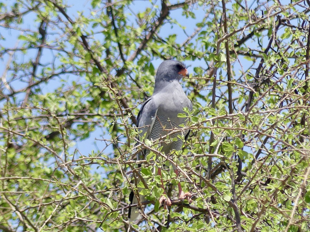 נץ קולני בהיר - ML646587152