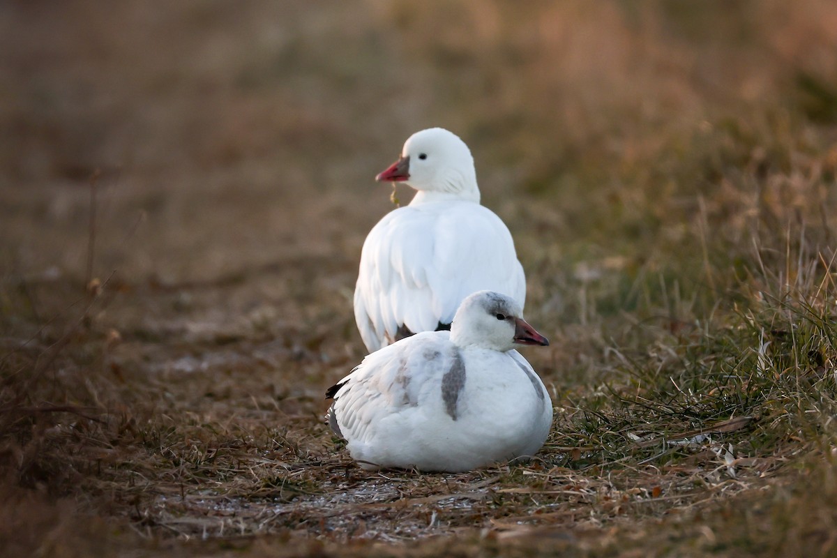 husa bělostná - ML646587153