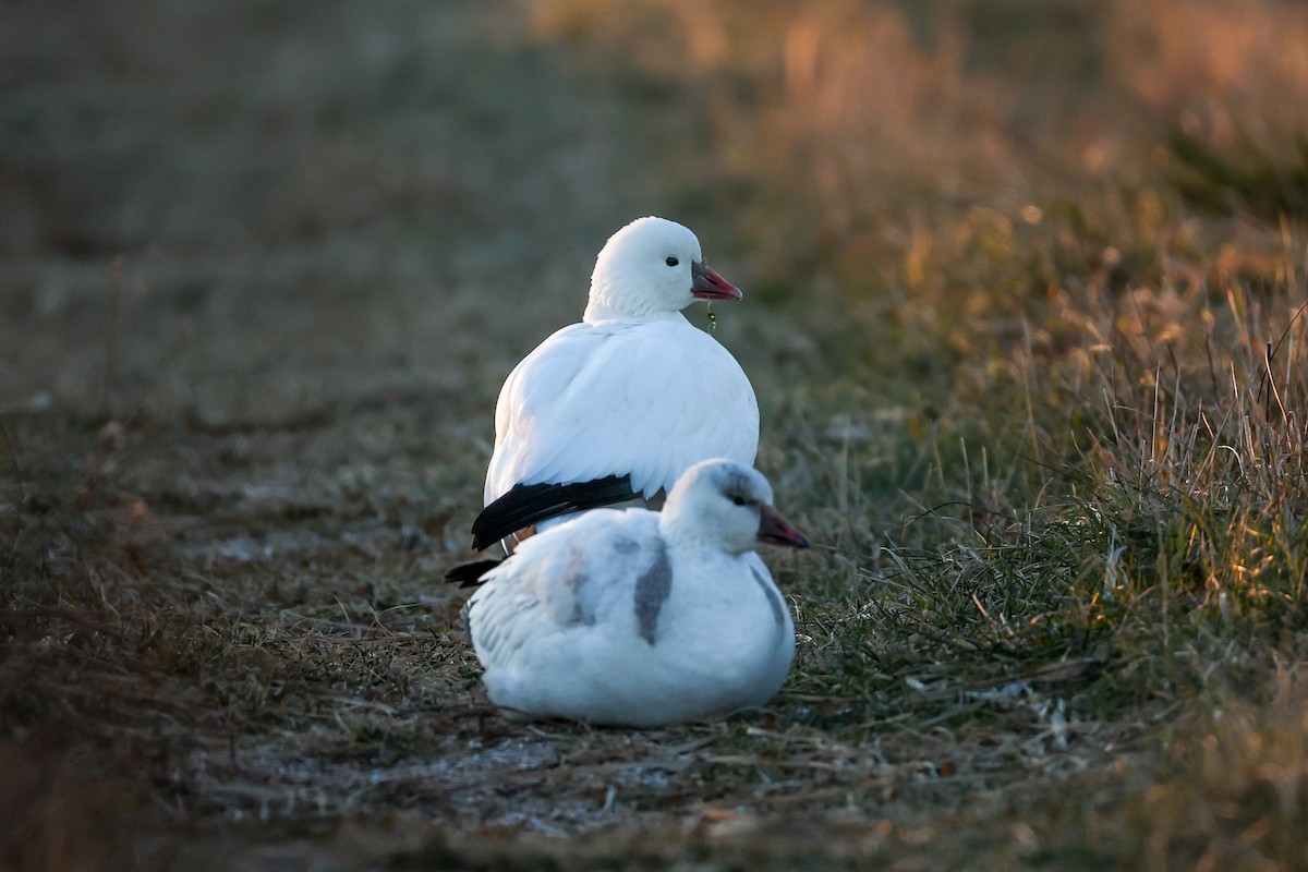 husa bělostná - ML646587154