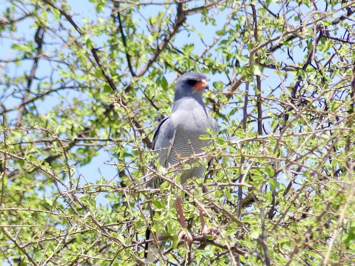 נץ קולני בהיר - ML646587155