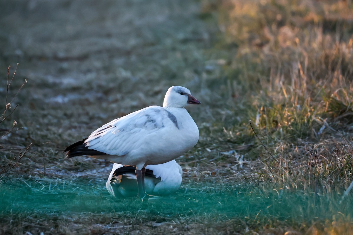 husa bělostná - ML646587156