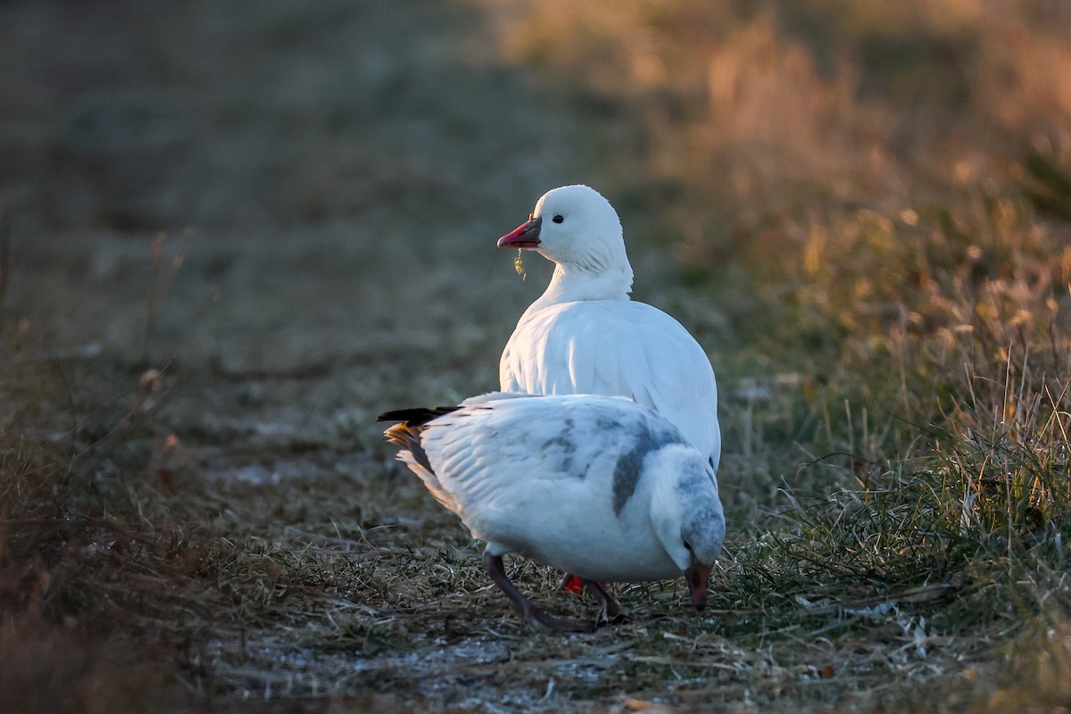 husa bělostná - ML646587157