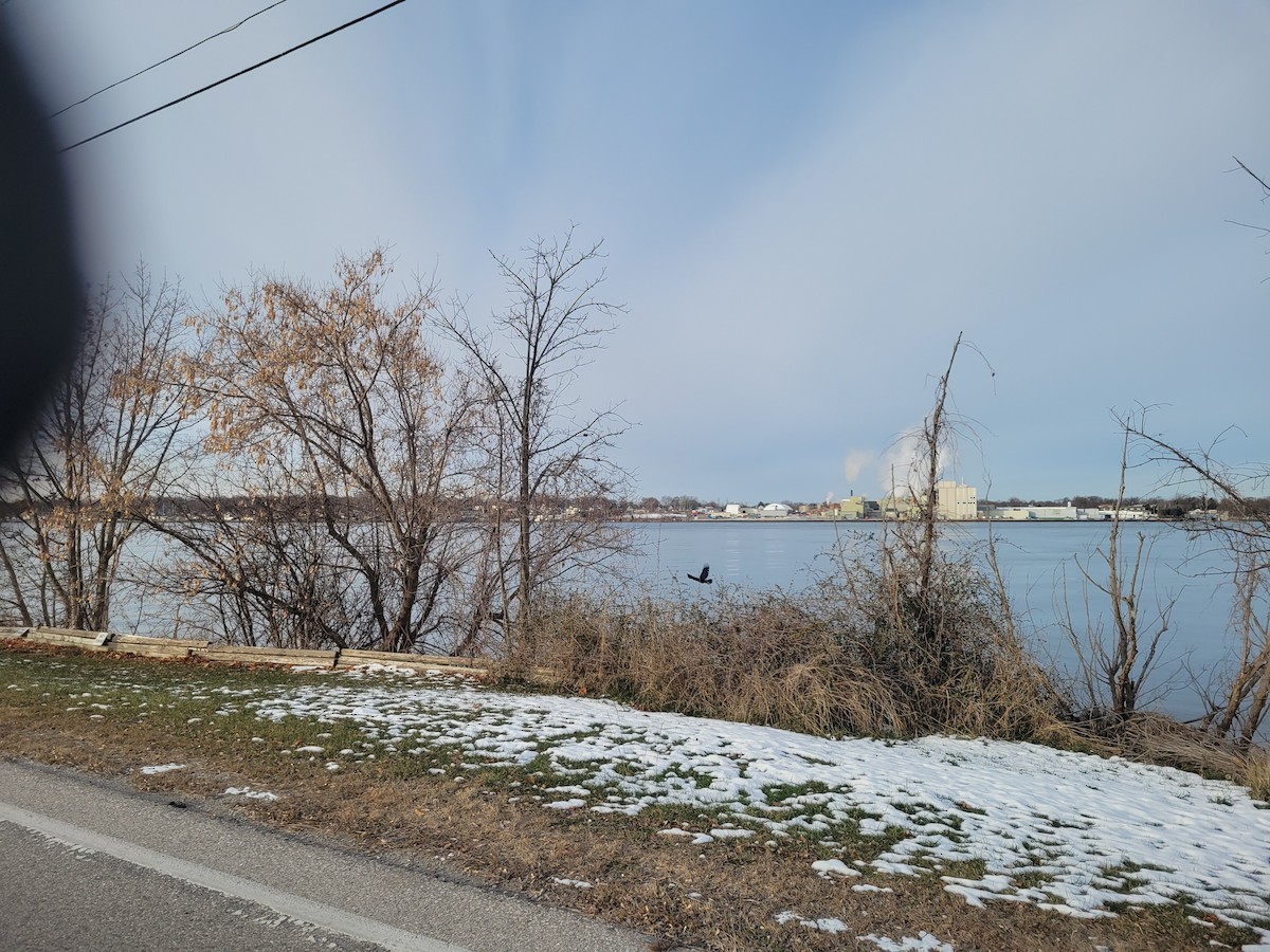 Common Raven - ML646587158