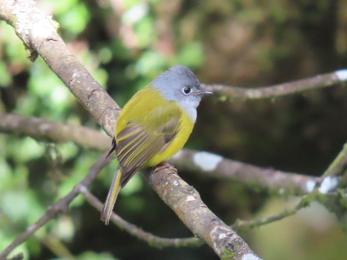 Сероголовая комароловка - ML646587162