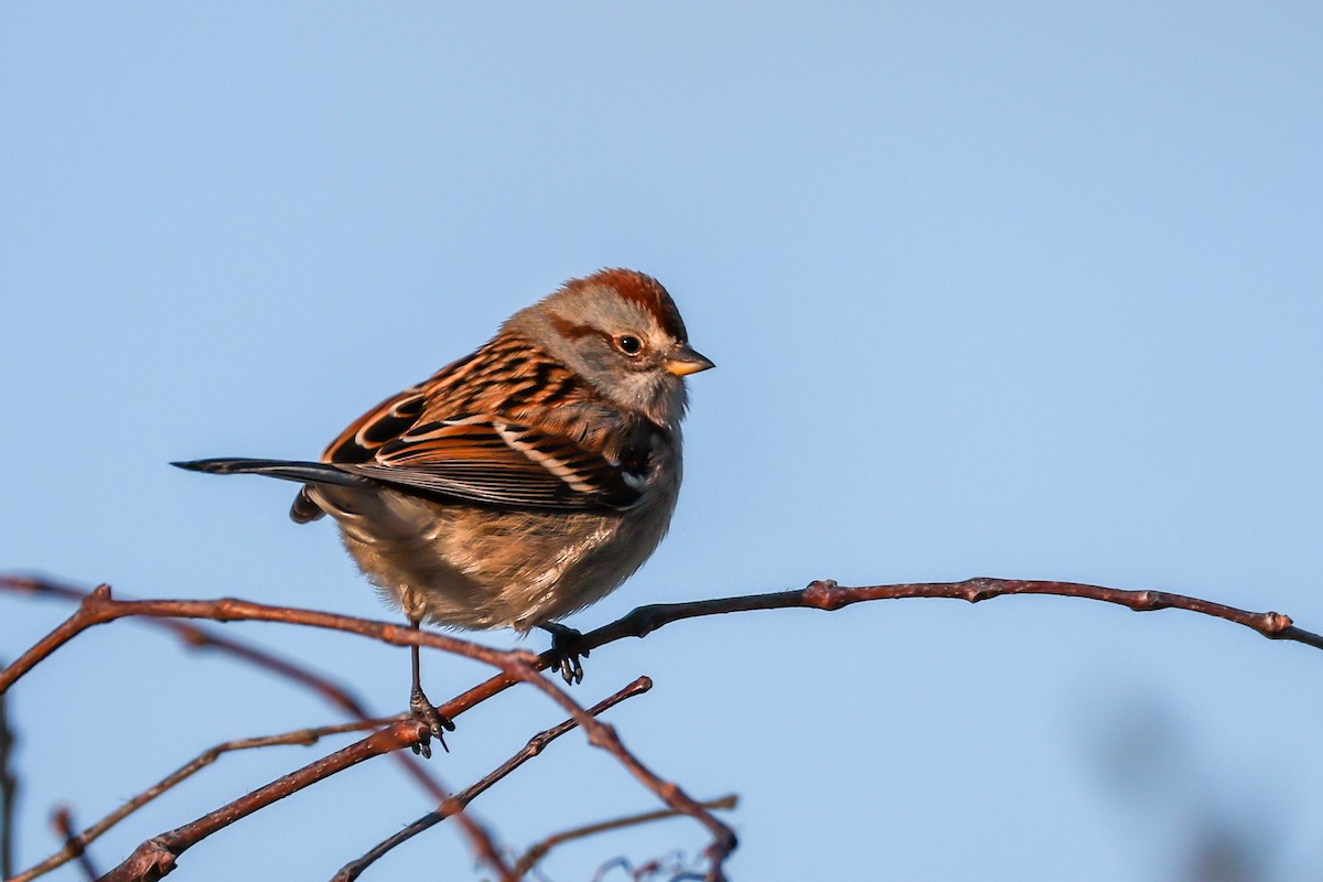 strnádka pokřovní - ML646587163