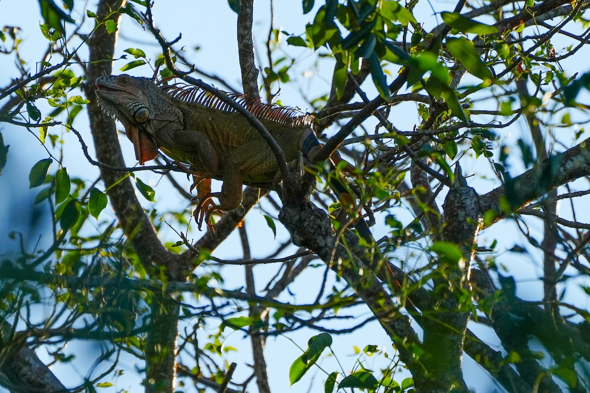 Green Iguana - ML646587165
