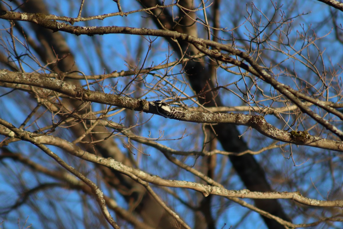 Downy Woodpecker - ML646587168