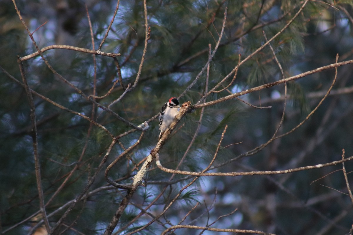 Downy Woodpecker - ML646587169