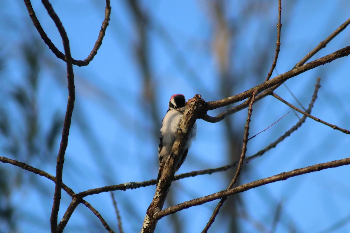 Downy Woodpecker - ML646587170