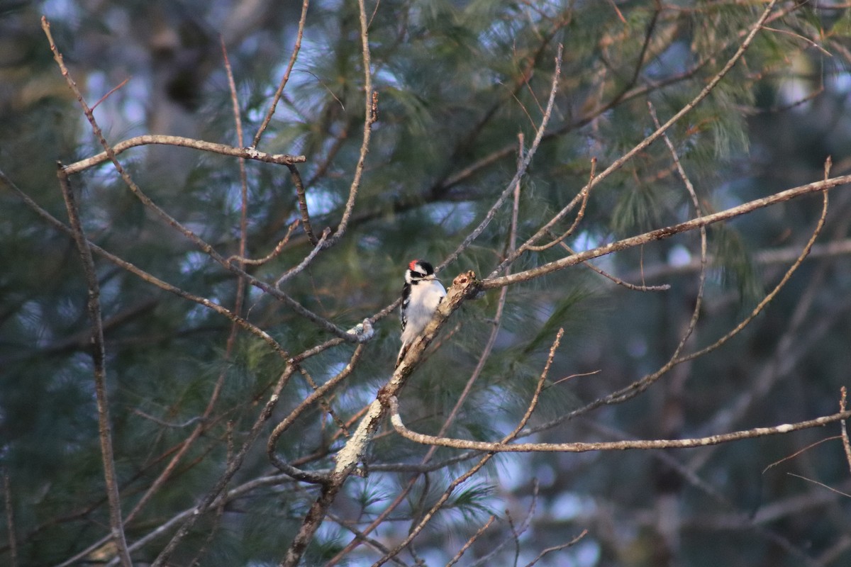 Downy Woodpecker - ML646587171