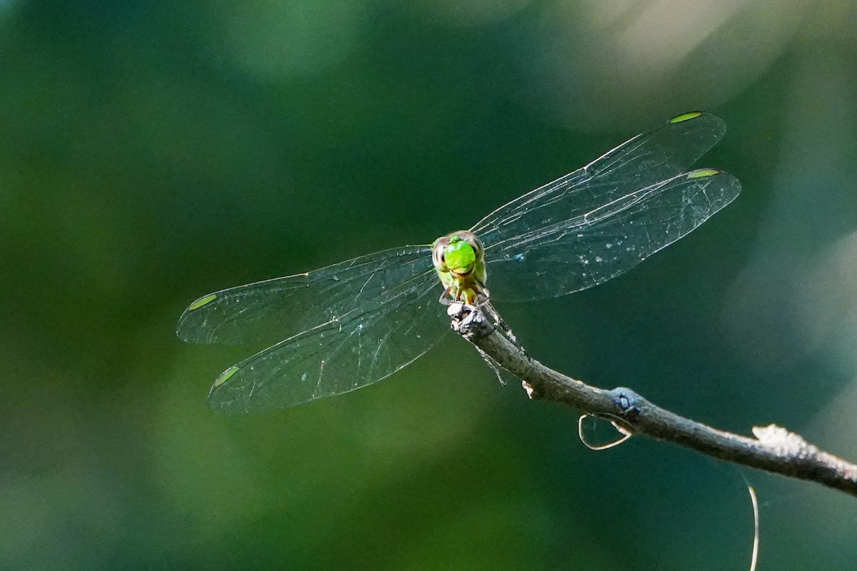 Pondhawks - ML646587172