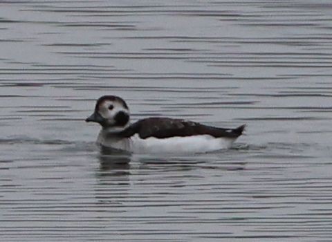 hoholka lední - ML646587174