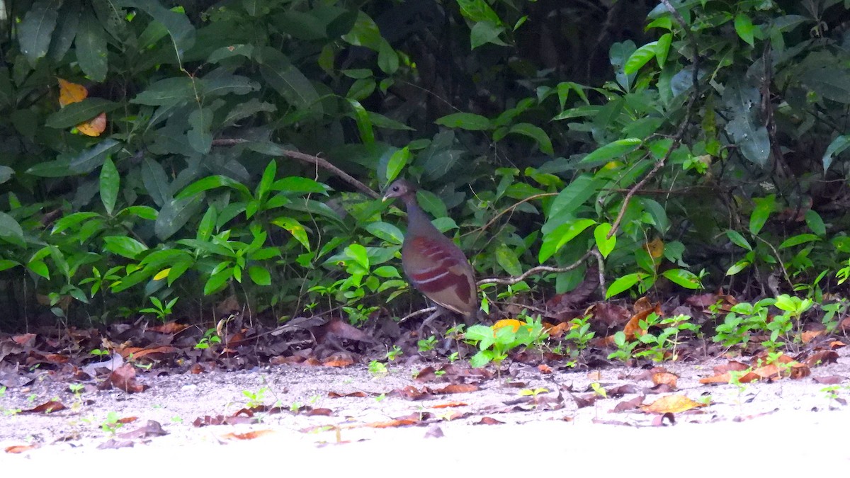 Mégapode de Wallace - ML646587175