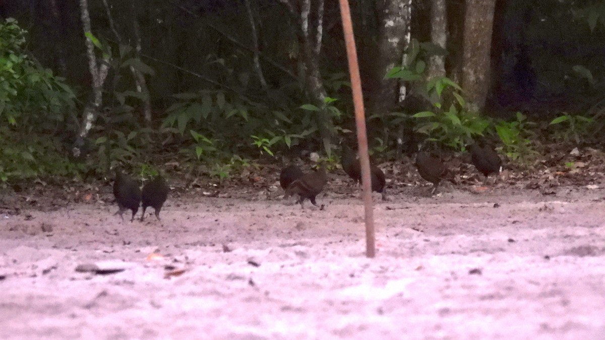 Mégapode de Wallace - ML646587176