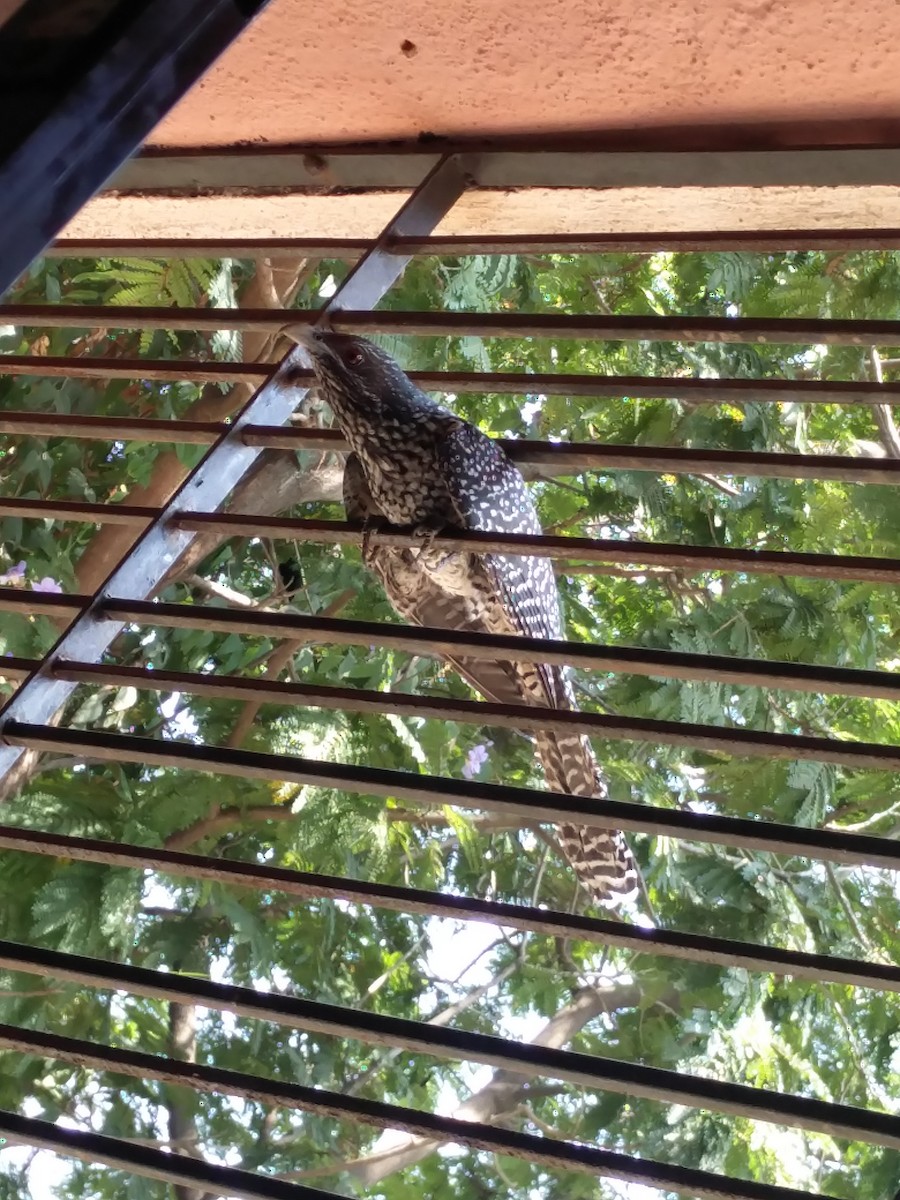 オニカッコウ - ML646587179