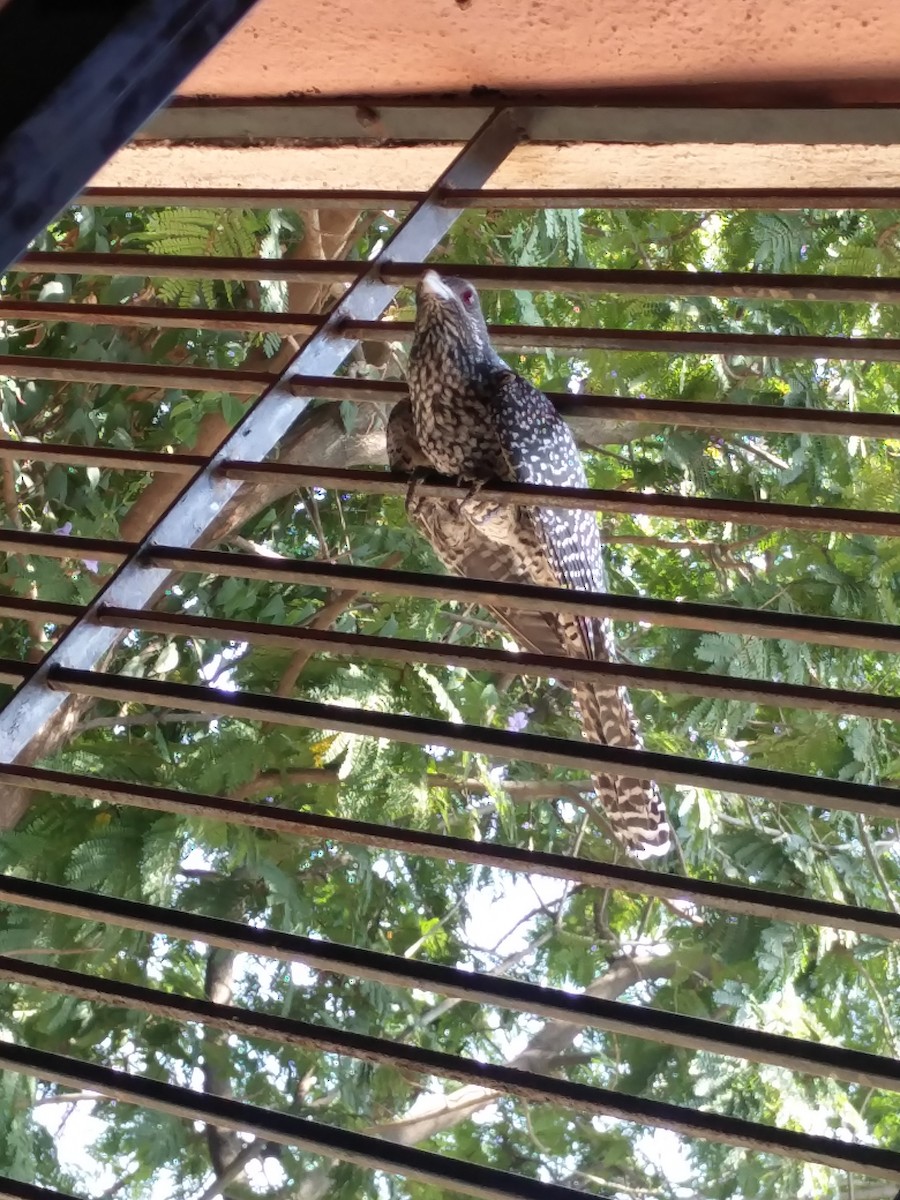 オニカッコウ - ML646587180