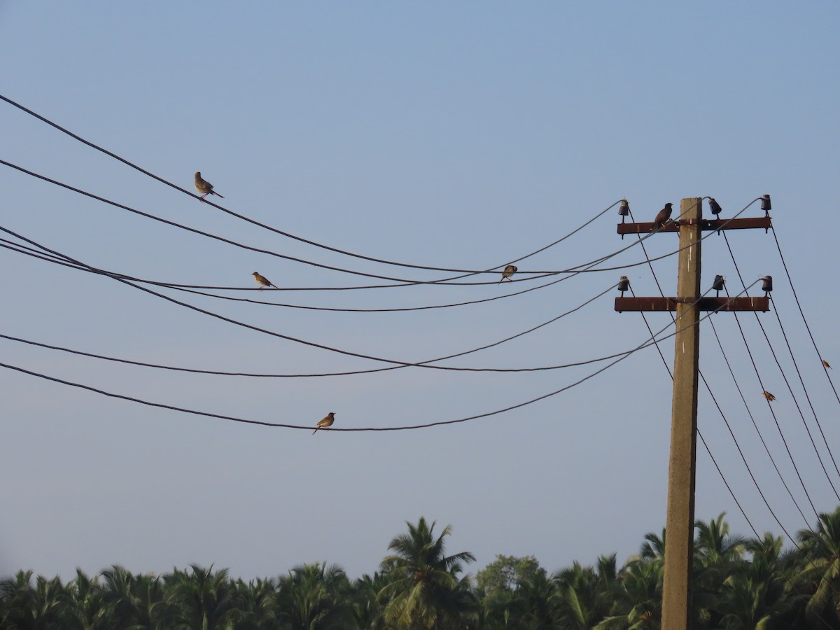 Bisbita (Anthus) sp. - ML646587184