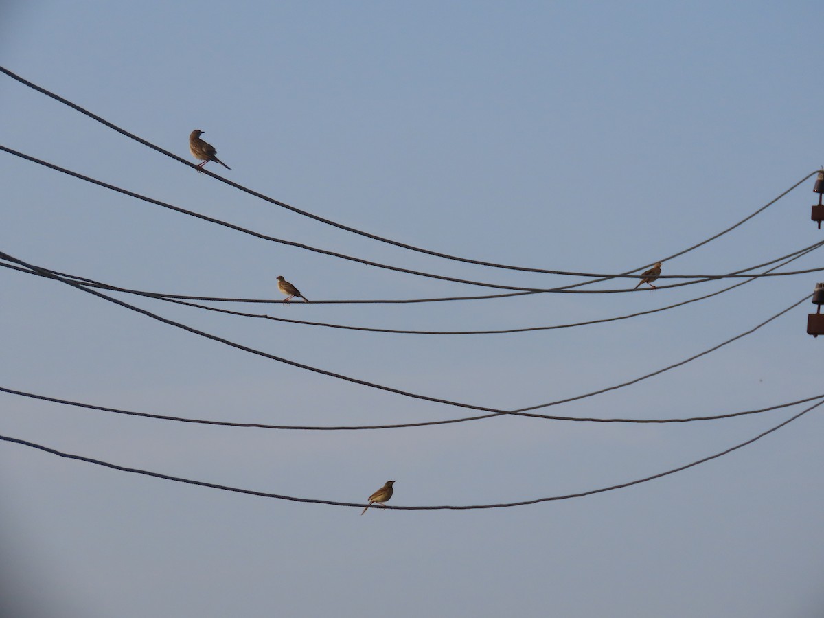 Bisbita (Anthus) sp. - ML646587185